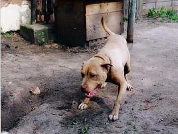 picture of dog