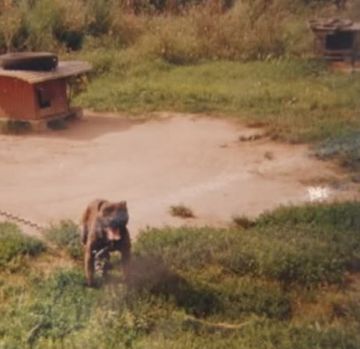 picture of dog