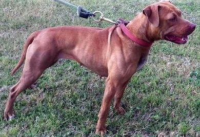 picture of dog
