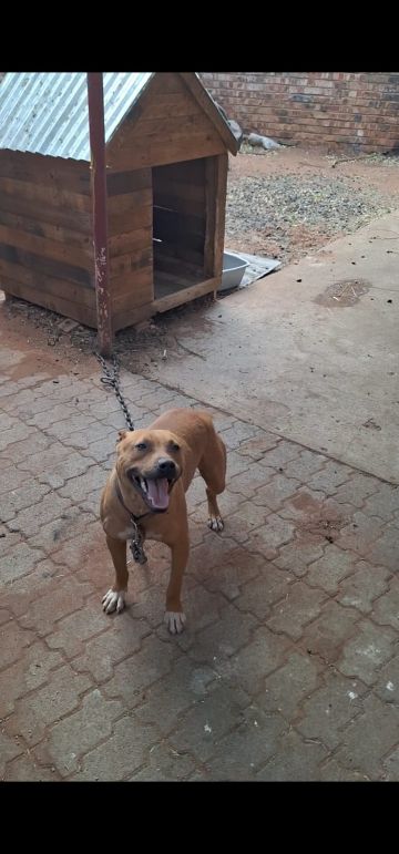 picture of dog