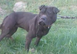 picture of dog