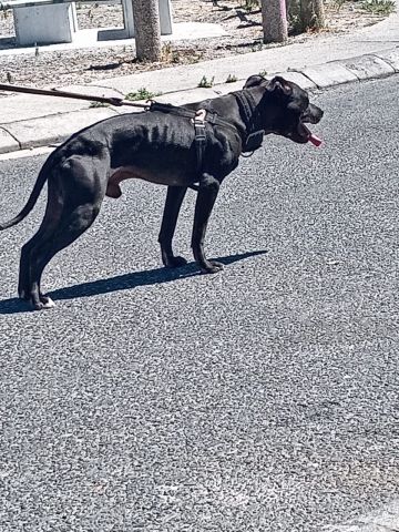 picture of dog