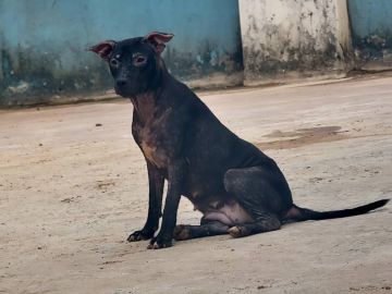 picture of dog
