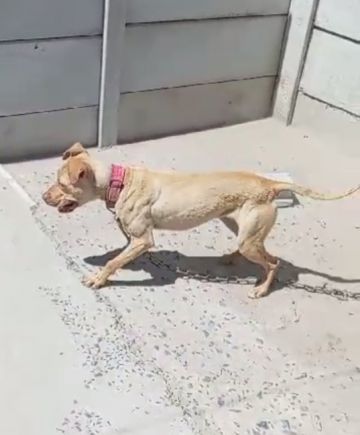 picture of dog