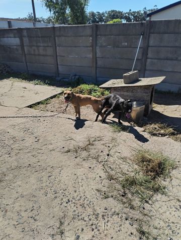 picture of dog