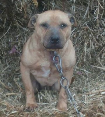 picture of dog