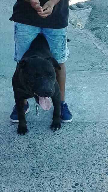 picture of dog