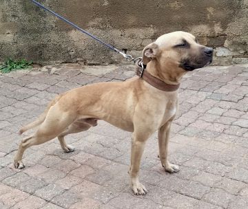 picture of dog