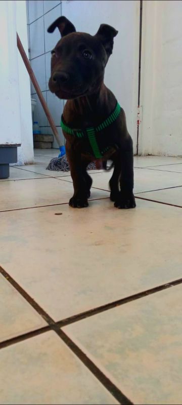 picture of dog