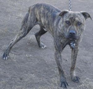 picture of dog