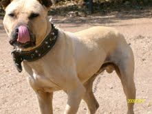 picture of dog