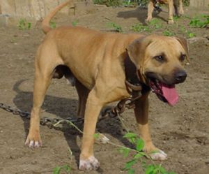 picture of dog
