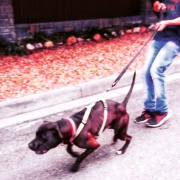picture of dog