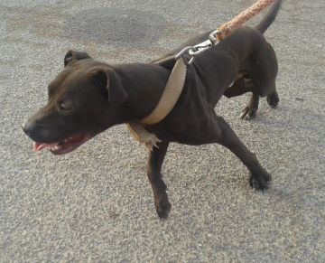 picture of dog