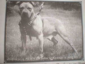 picture of dog