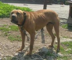 picture of dog