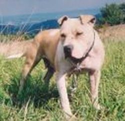 picture of dog