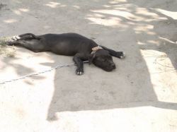 picture of dog