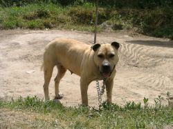 picture of dog