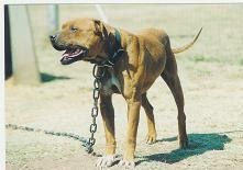 picture of dog