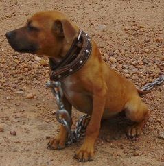 picture of dog
