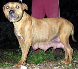 picture of dog