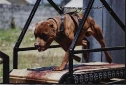 picture of dog