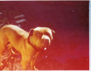 picture of dog