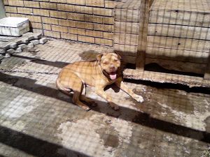 picture of dog