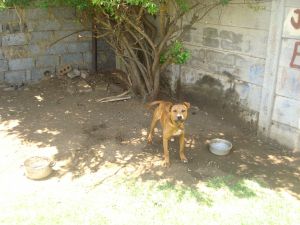 picture of dog
