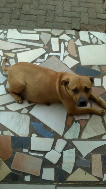 picture of dog
