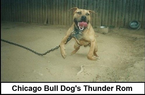 picture of dog