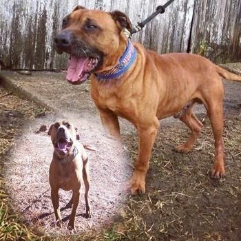picture of dog