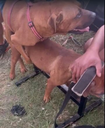 picture of dog