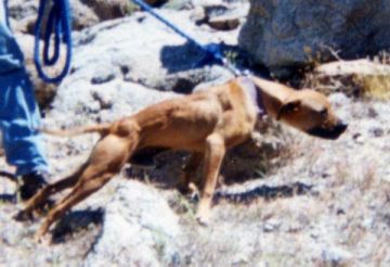 picture of dog