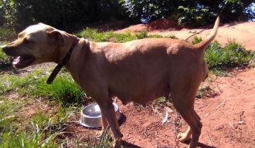 picture of dog