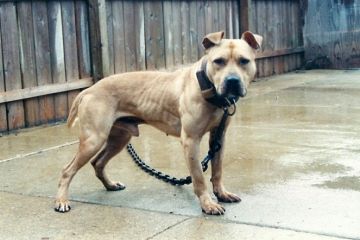 picture of dog