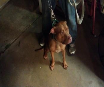 picture of dog