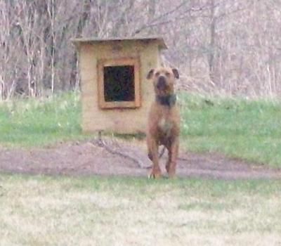 picture of dog
