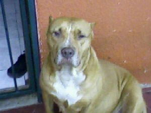 picture of dog