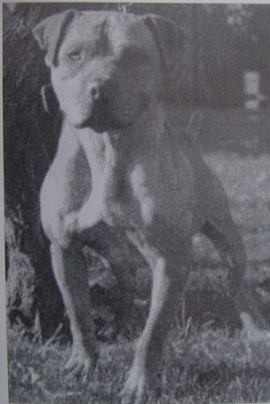 picture of dog