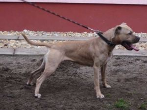 picture of dog