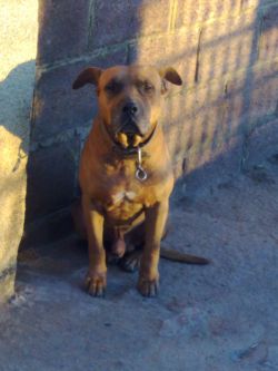 picture of dog