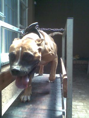 picture of dog