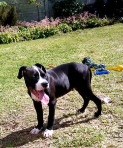 picture of dog