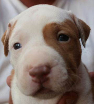 picture of dog
