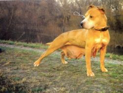 picture of dog