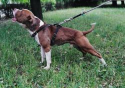 picture of dog