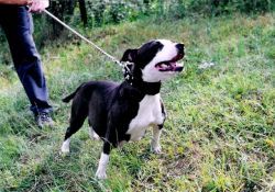 picture of dog