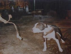 picture of dog